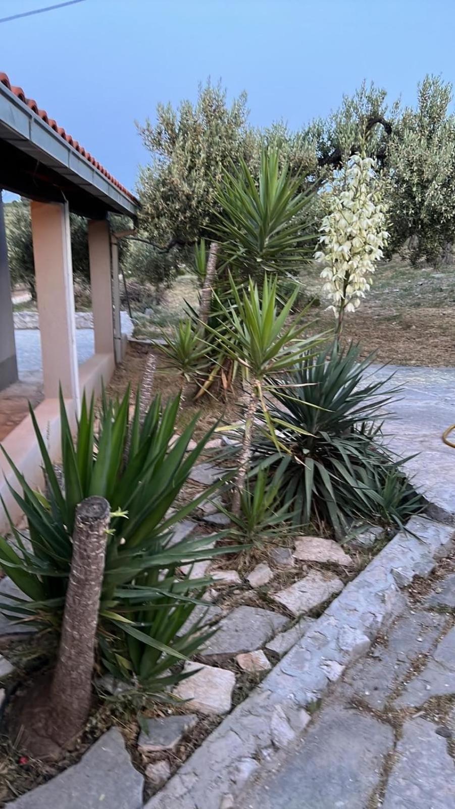 Maslina House Vila Sutivan Exterior foto